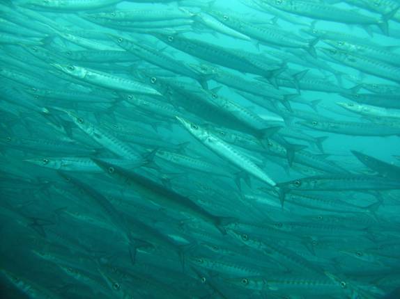 Lindo cardume de pequenas barracudas em mergulho na Isla Isabel, em Galápagos